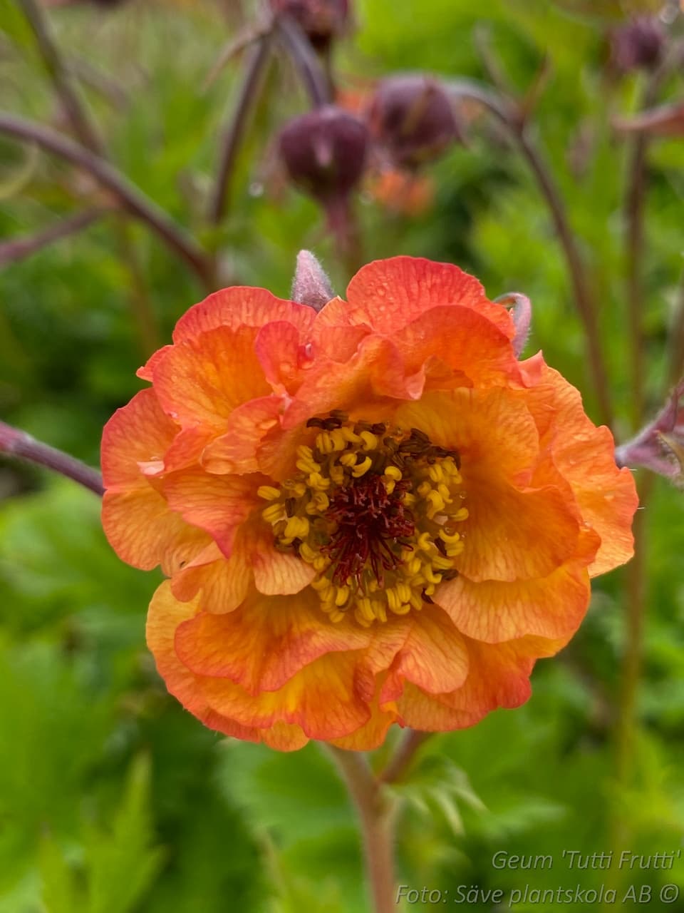 Geum 'Tutti Frutti'