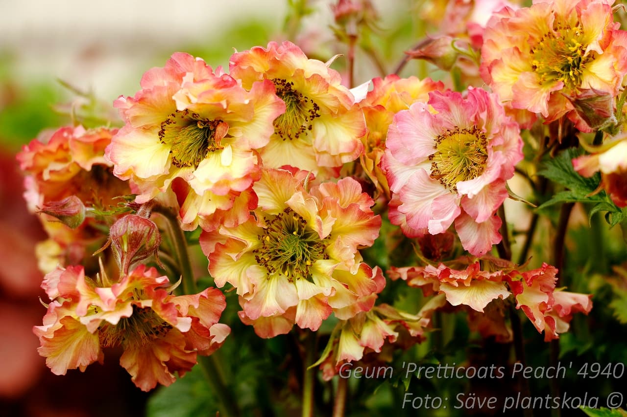 Geum 'Pretticoats Peach' (PBR)