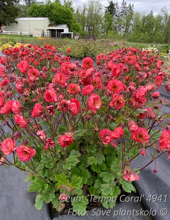 Geum 'Tempo Coral'