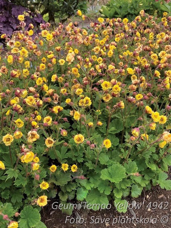 Geum 'Tempo Yellow'