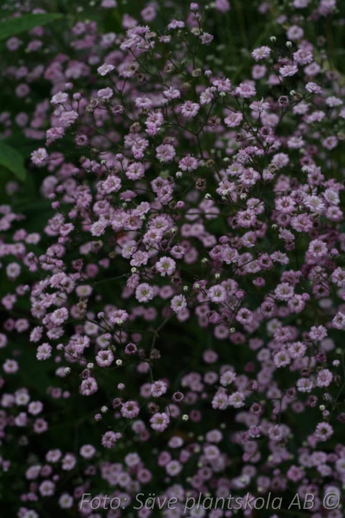 Gypsophila paniculata 'Festival Pink Lady'