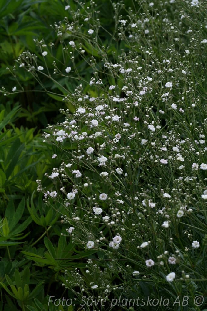 Gypsophila paniculata 'Festival White Flare'