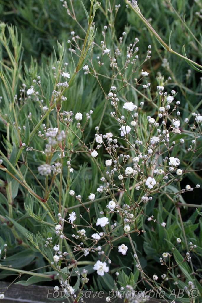 Gypsophila paniculata 'Bristol Fairy'