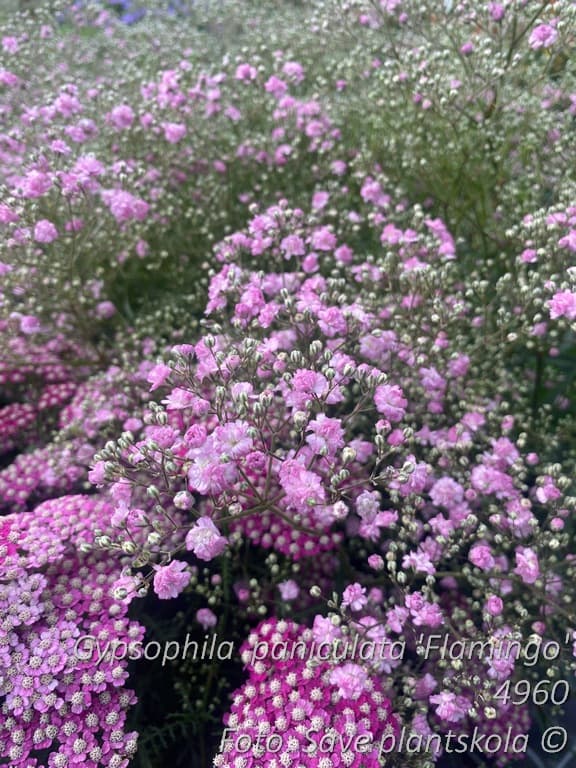 Gypsophila paniculata 'Flamingo'
