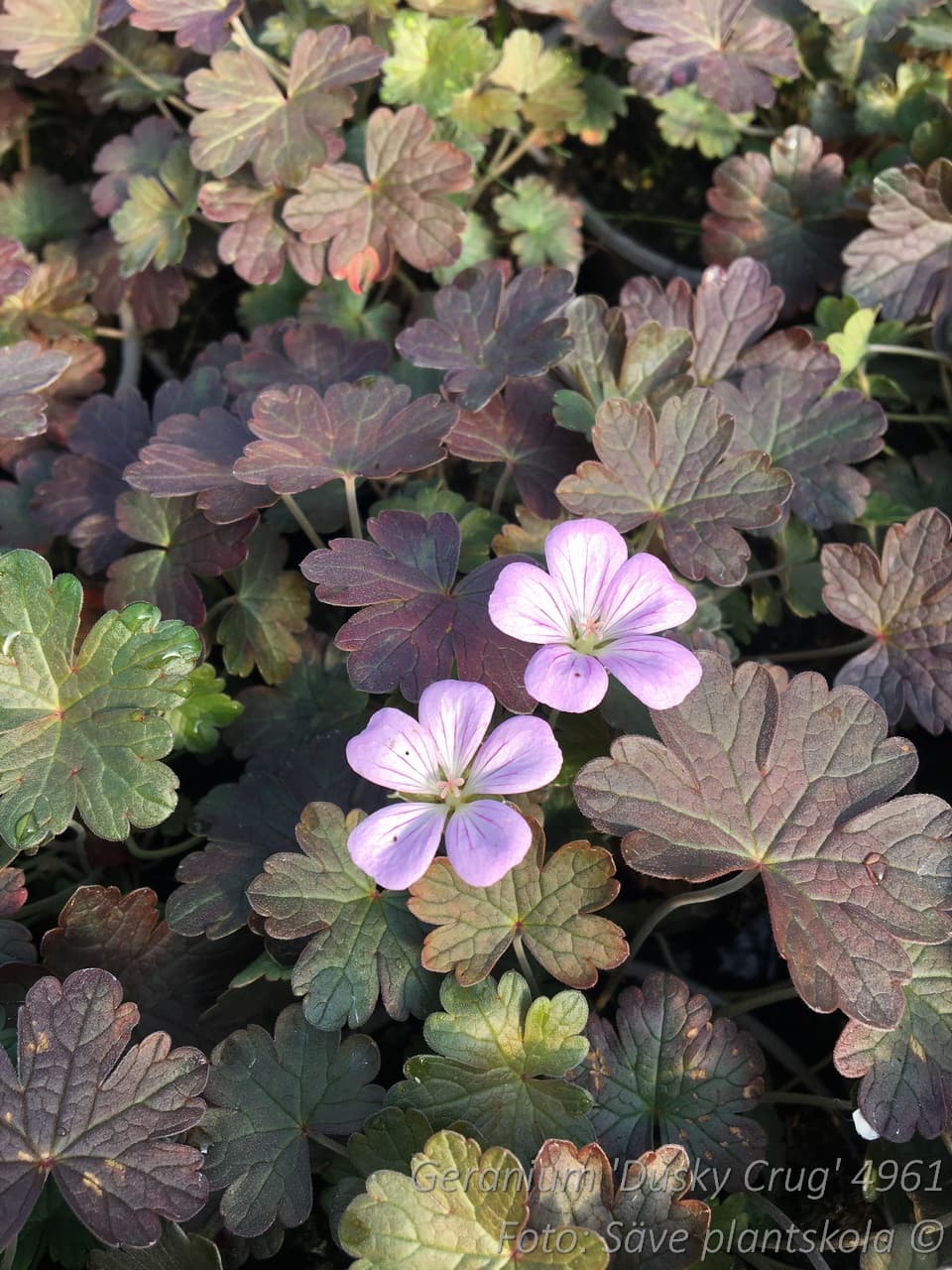 Geranium  'Dusky Crug'