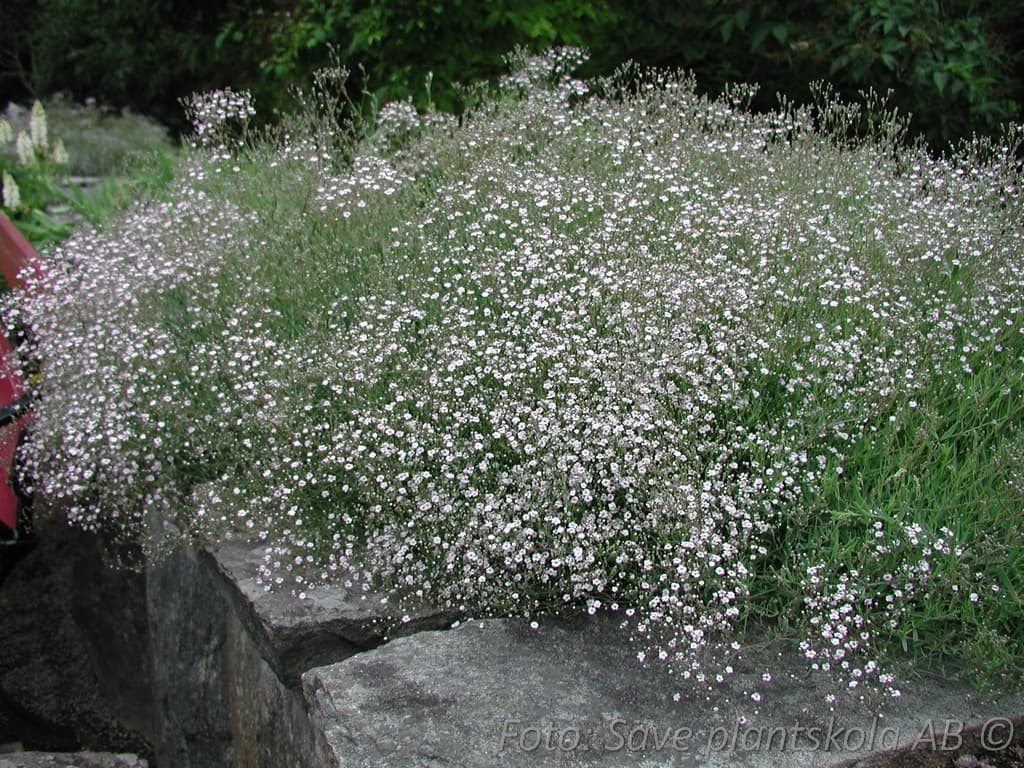 Gypsophila  'Rosenschleier'