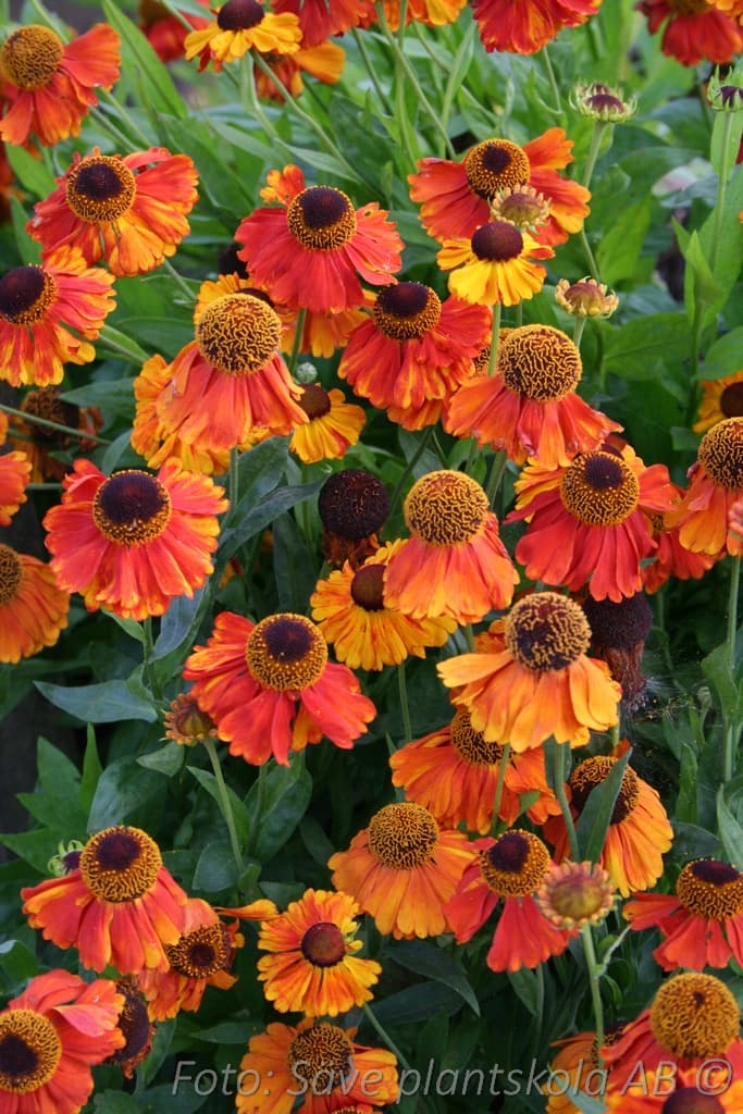 Helenium 'Moerheim Beauty'