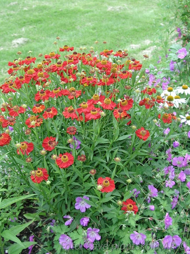 Helenium 'Rubinzwerg'