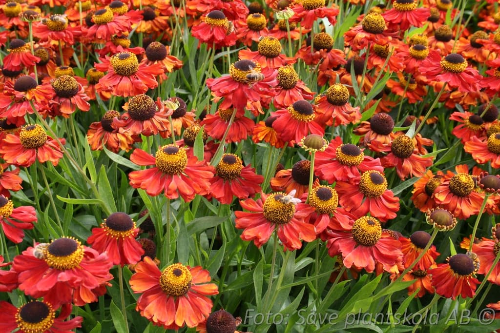 Helenium  'Helena Red Shades'