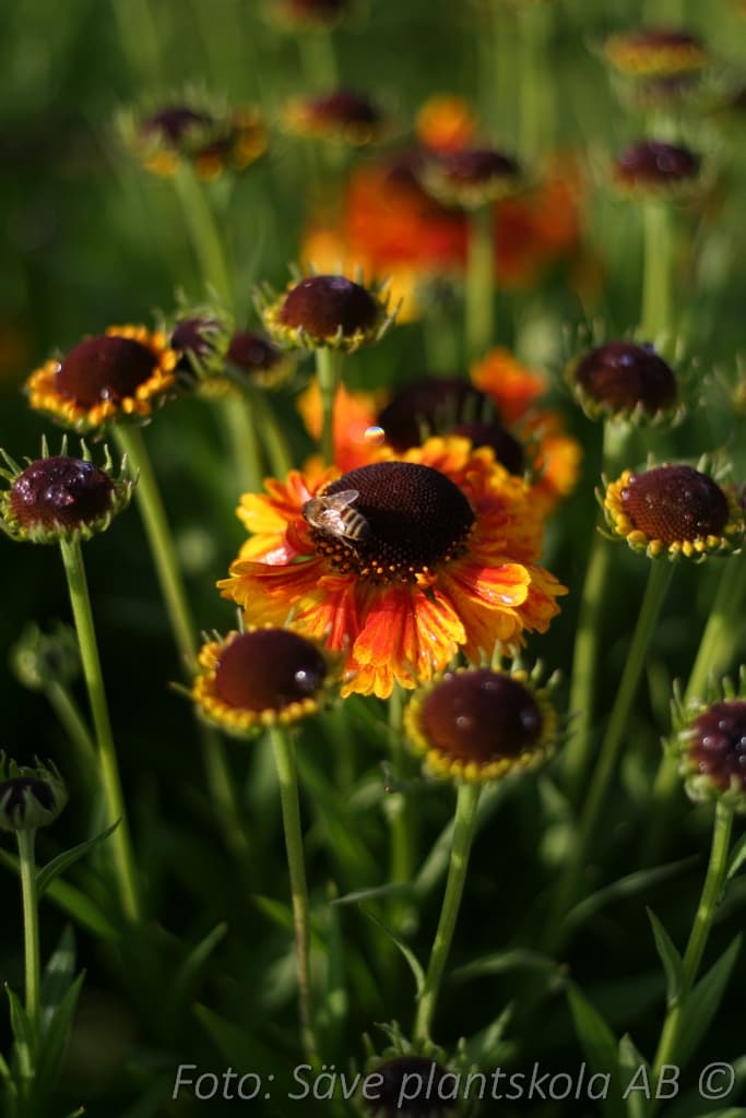 Helenium 'Mardi Gras'