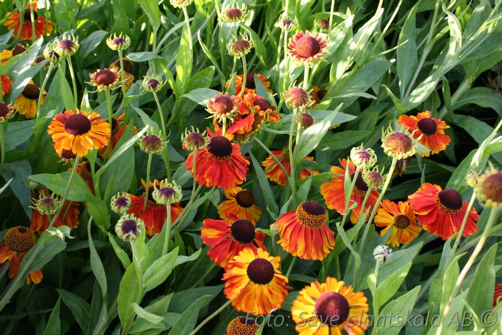 Helenium 'Sahin's Early Flowerer'