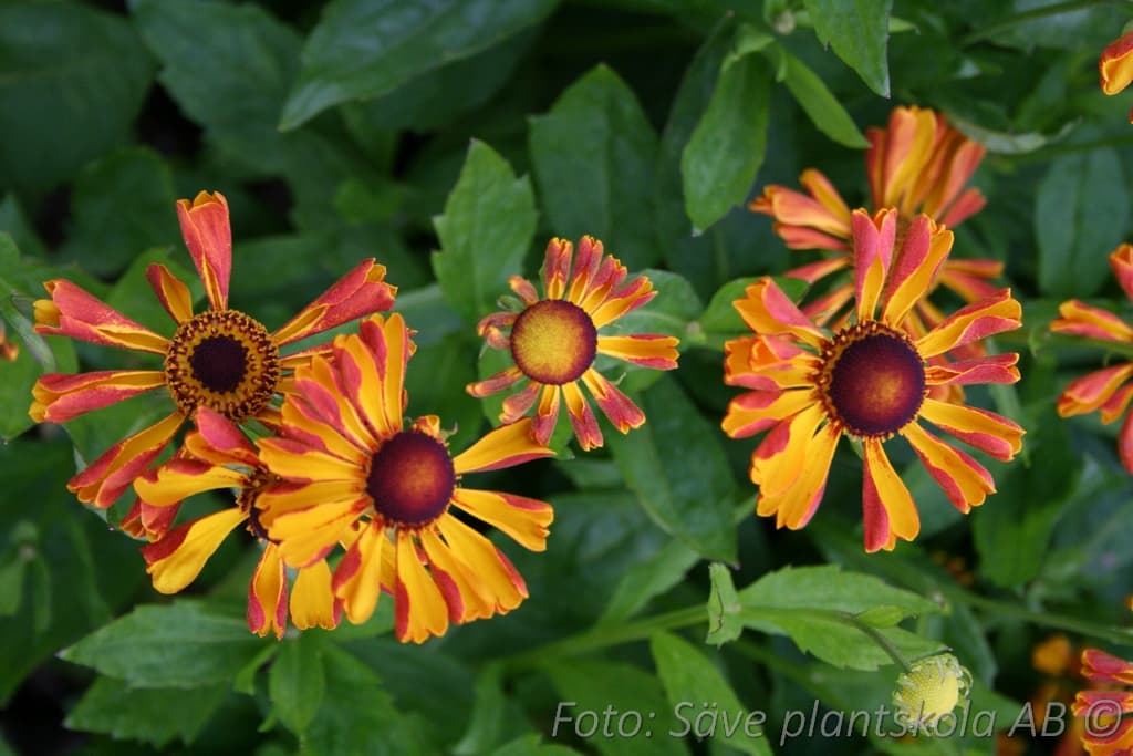 Helenium 'Rauchtopas'