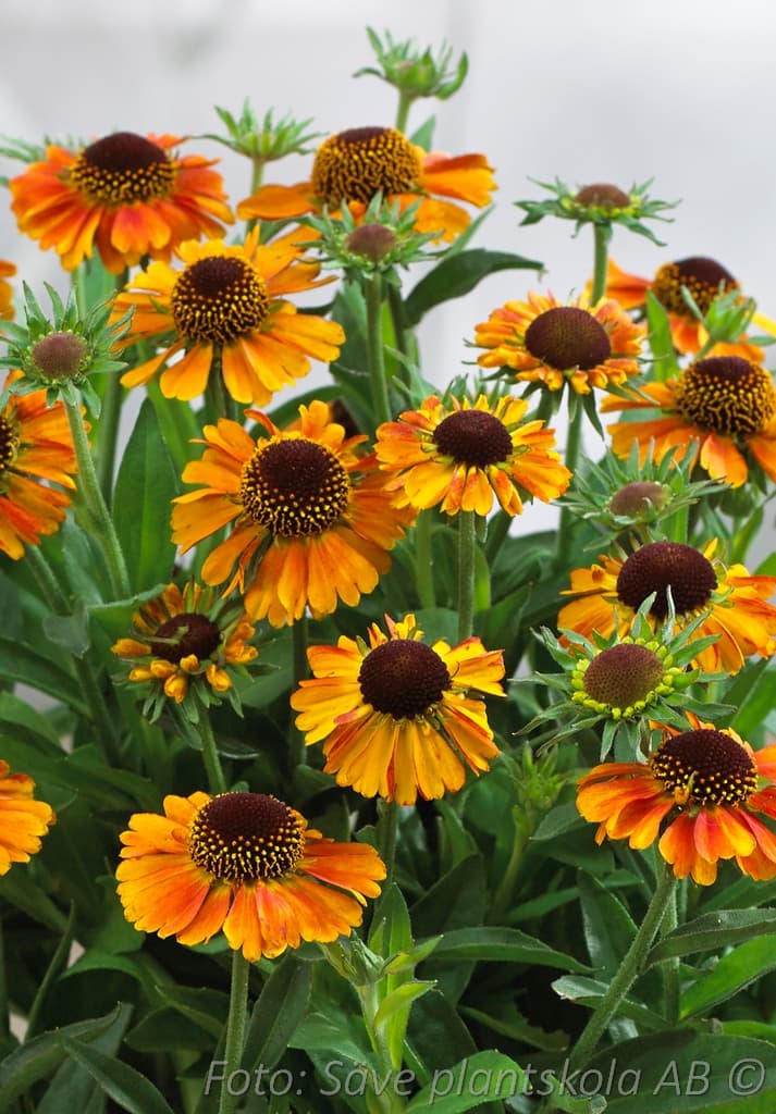 Helenium 'Short n' Sassy' (PBR)