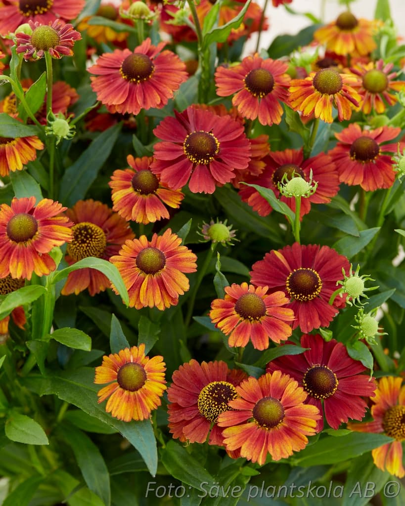 Helenium 'Strawberry Sundae'