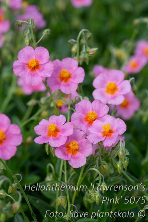 Helianthemum 'Lawrenson's Pink'