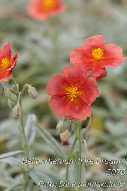 Helianthemum 'Fire Dragon'