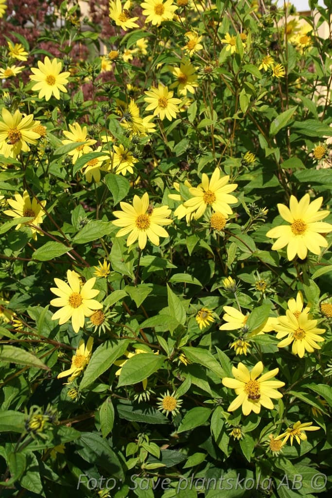 Helianthus 'Lemon Queen'