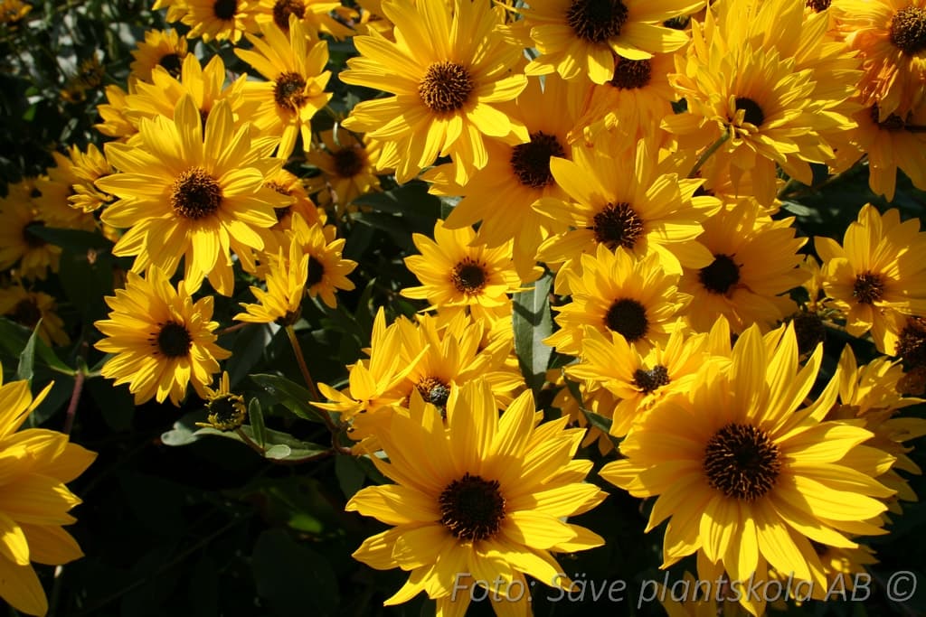 Helianthus rigidus 'Miss Mellish'