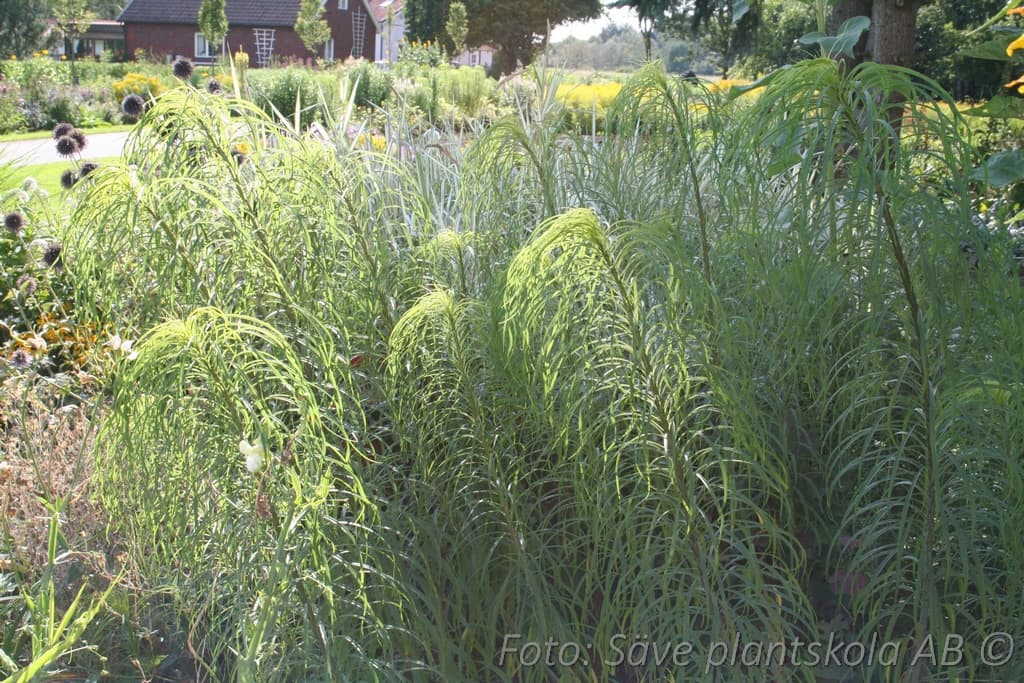 Helianthus salicifolius
