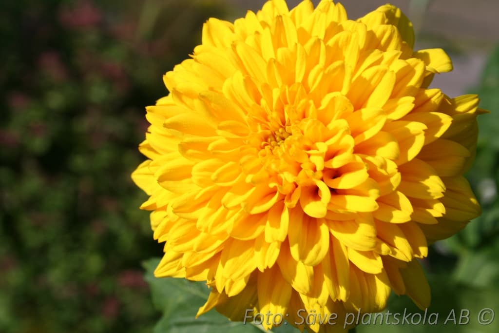Heliopsis helianthoides 'Goldgefieder'