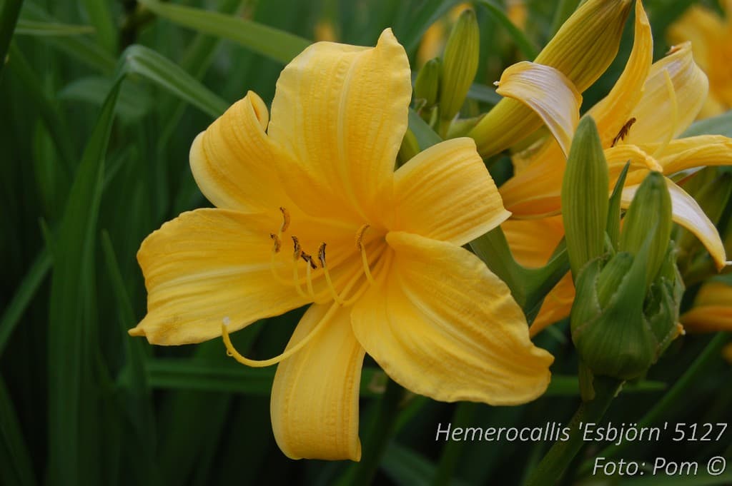Hemerocallis 'Esbjörn' Grönt kulturarv ®