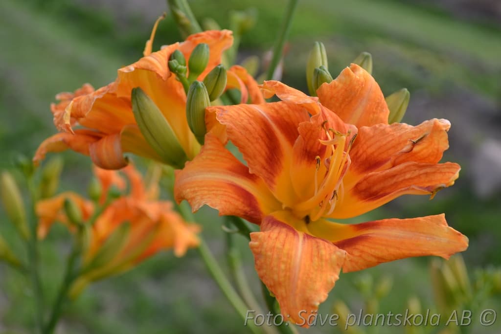 Hemerocallis fulva 'Frösvidal' Grönt kulturarv ®