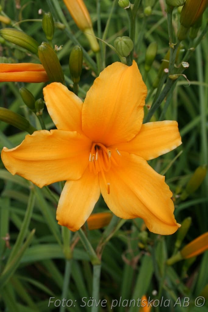 Hemerocallis 'August Orange'