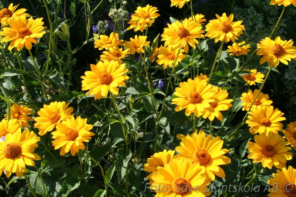 Heliopsis helianthoides 'Venus'
