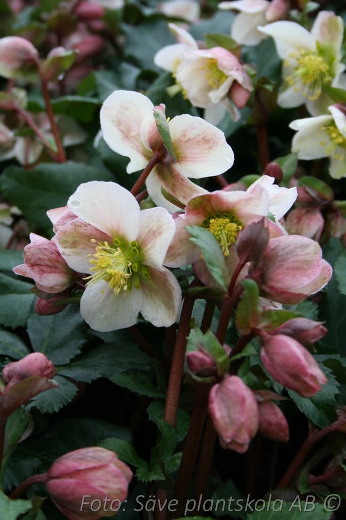 Helleborus x ericsmithii 'Pirouette' (PBR)