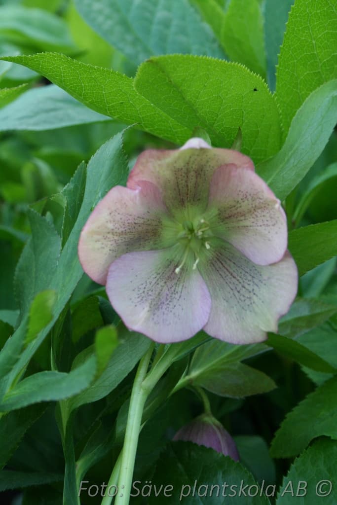 Helleborus orientalis 'Pink Lady'