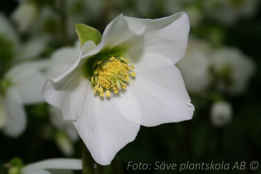 Helleborus niger