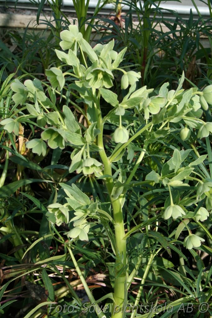 Helleborus foetidus 'Western Flisk'