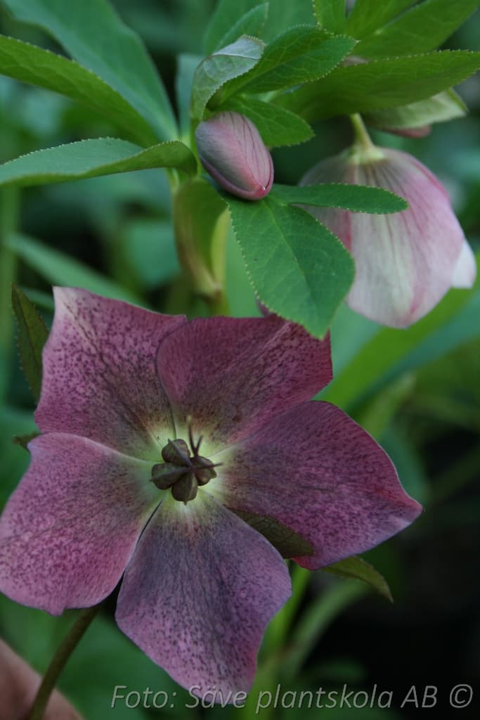 Helleborus orientalis
