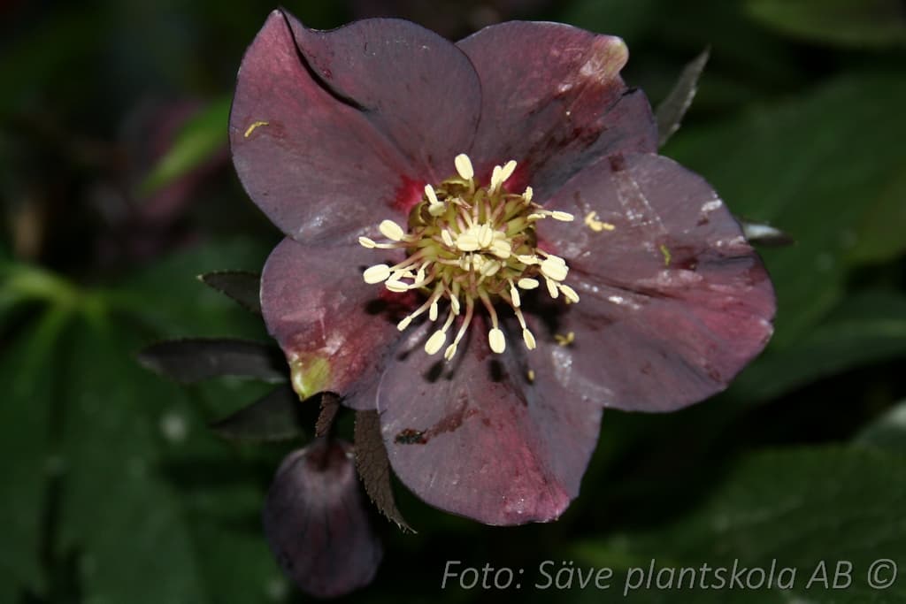 Helleborus orientalis 'Blue Lady'