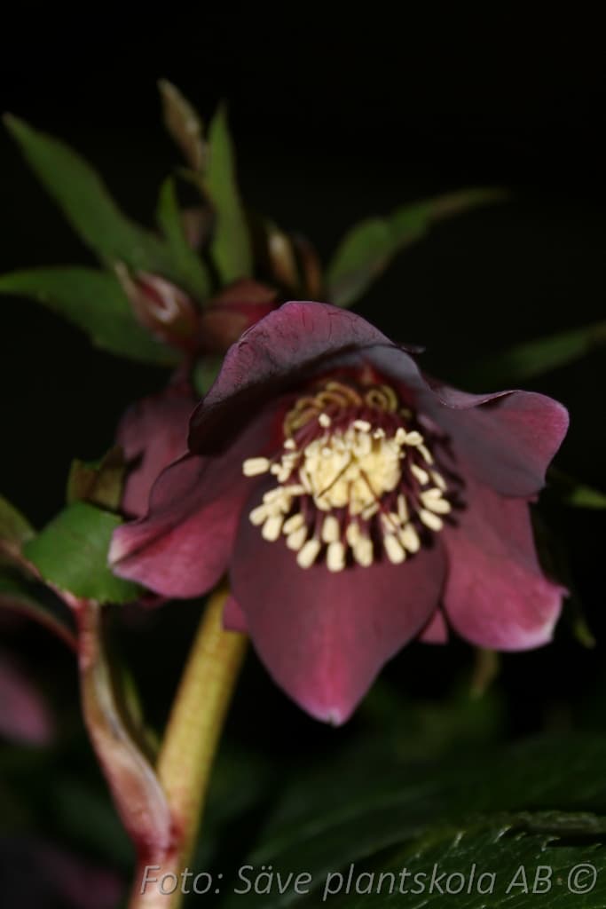 Helleborus purpurascens