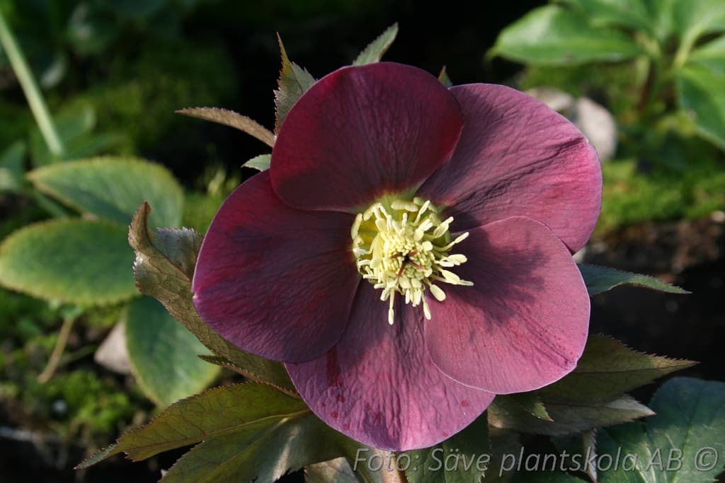 Helleborus orientalis 'Red Lady'