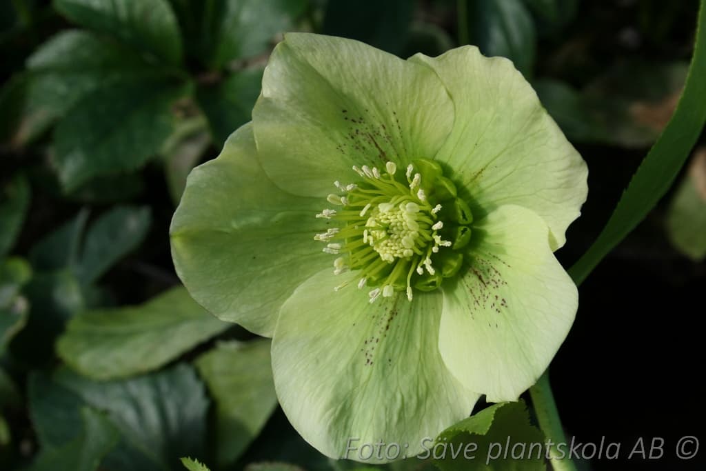 Helleborus orientalis 'Yellow Lady'