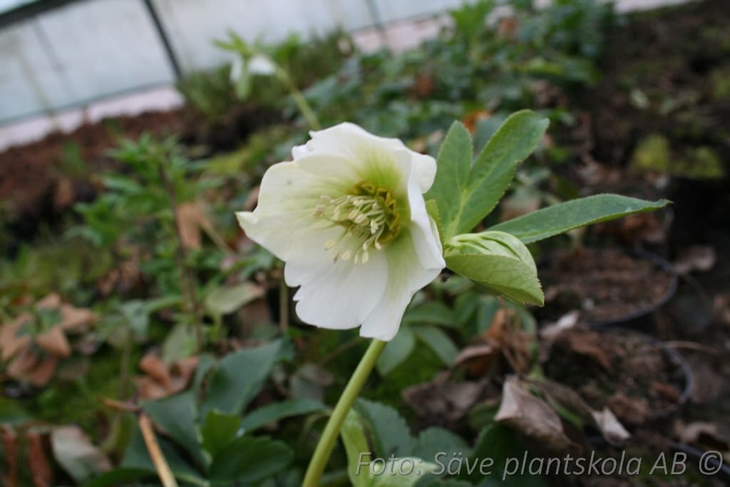 Helleborus orientalis 'White Lady'