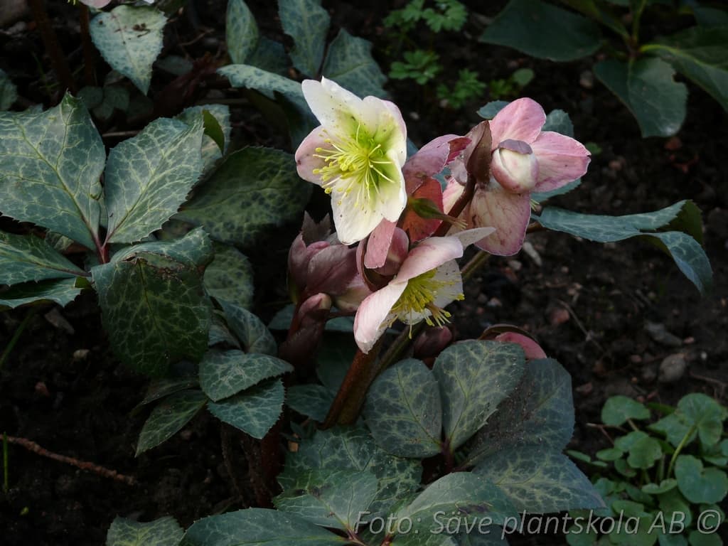 Helleborus x ericsmithii 'Winter Moonbeam' (PBR)
