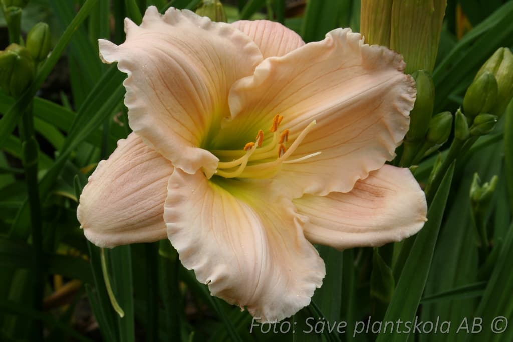 Hemerocallis   'Barbara Mitchell'