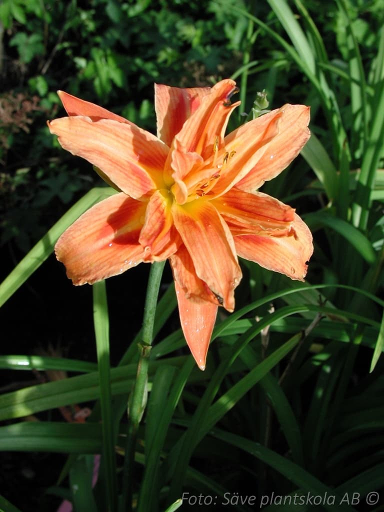 Hemerocallis   'Apricot Beauty'