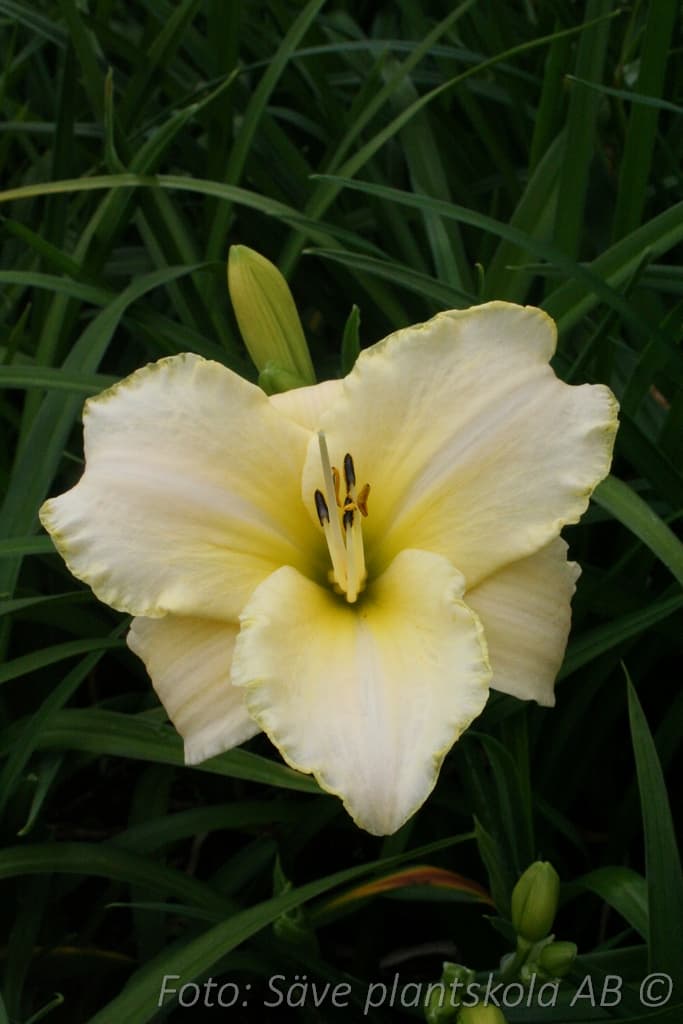 Hemerocallis 'Arctic Snow'