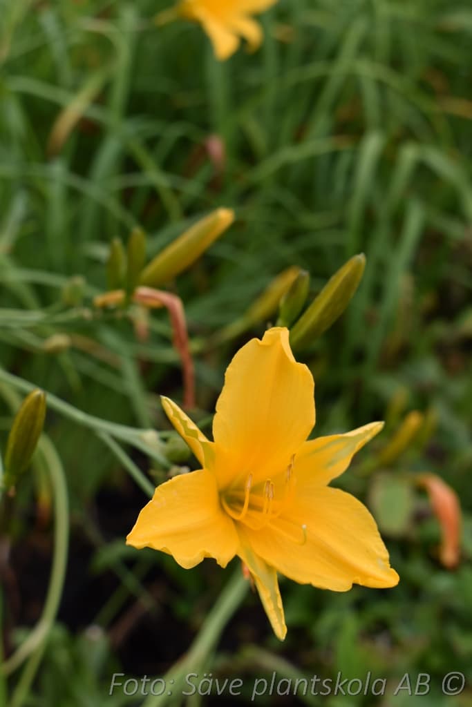 Hemerocallis 'Corky'