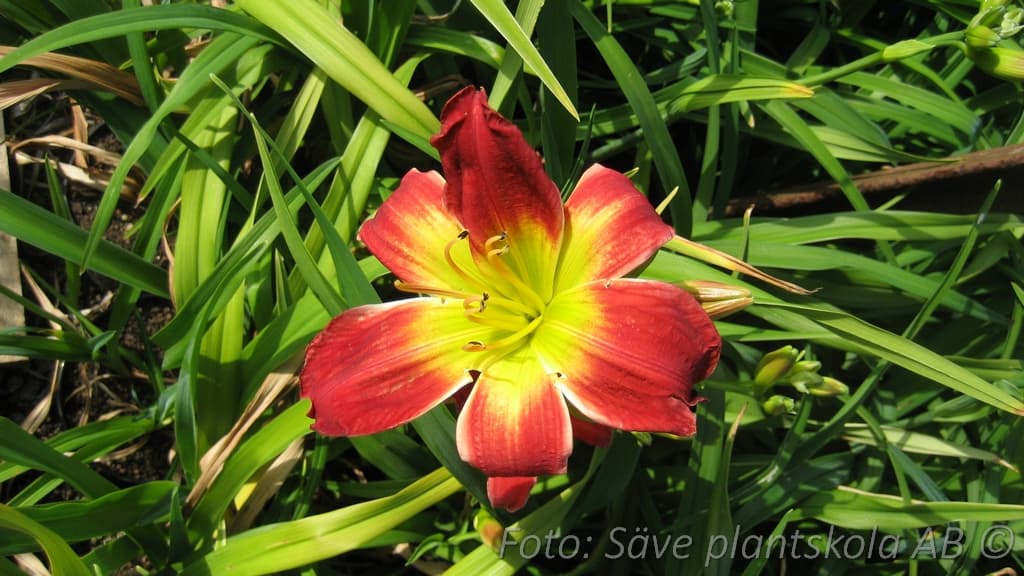 Hemerocallis   'Christmas Is'