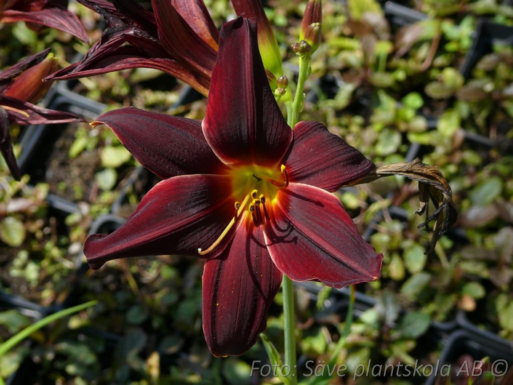 Hemerocallis   'American Revolution'