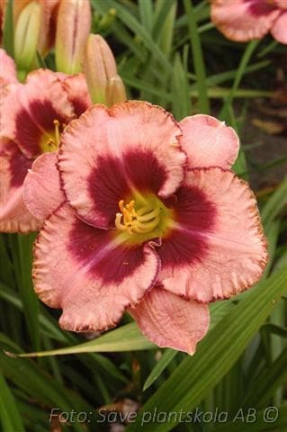 Hemerocallis   'Daring Deception'