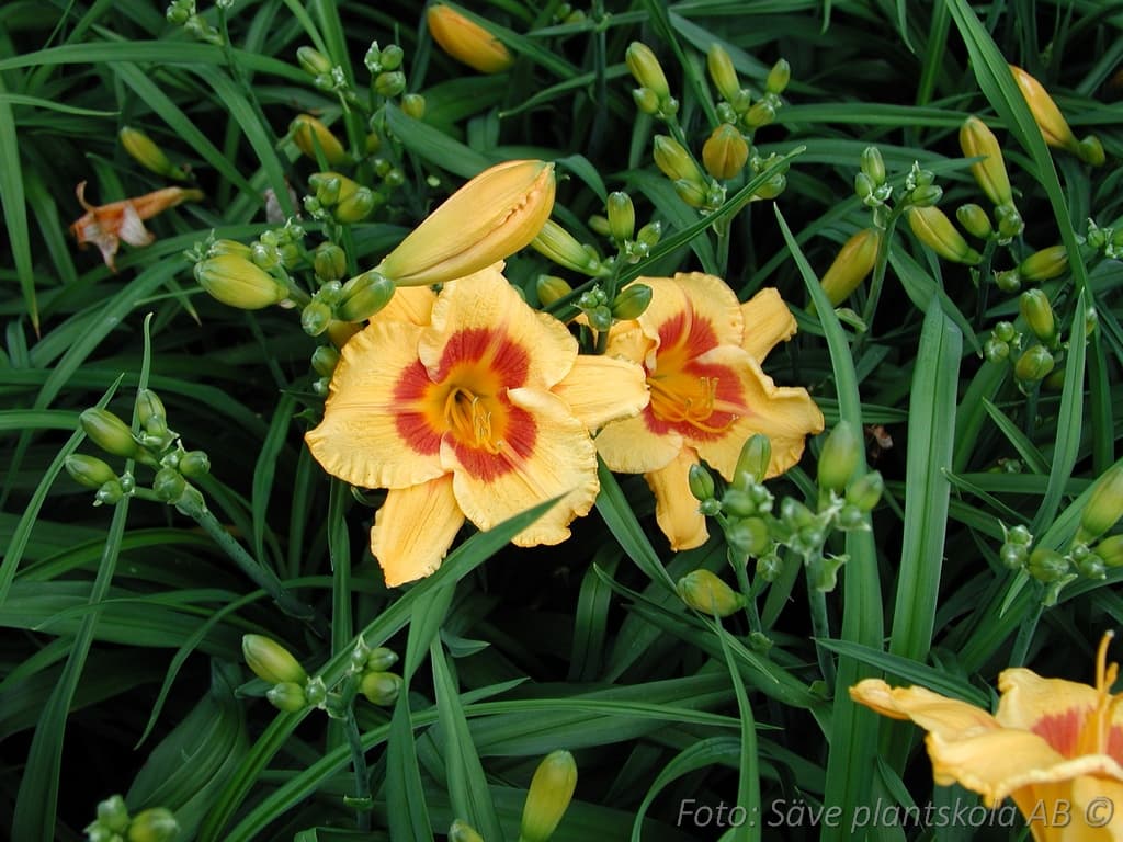 Hemerocallis 'Fooled Me'