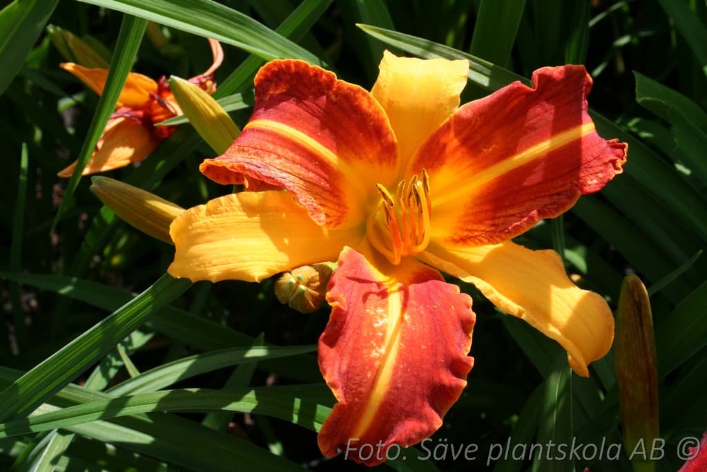 Hemerocallis 'Frans Hals'