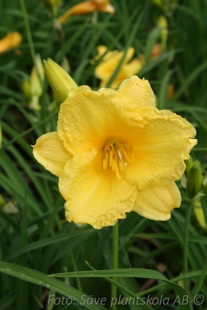 Hemerocallis 'Happy Returns'