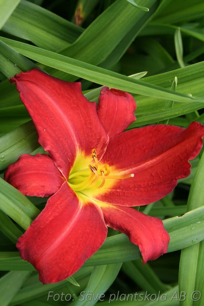 Hemerocallis 'Galena Holiday'